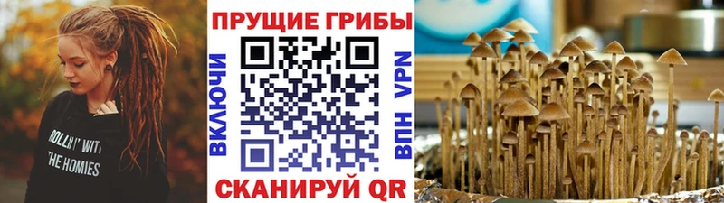 Псилоцибиновые грибы Cubensis  хочу   Горно-Алтайск 